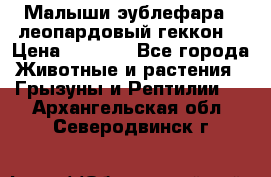 Малыши эублефара ( леопардовый геккон) › Цена ­ 1 500 - Все города Животные и растения » Грызуны и Рептилии   . Архангельская обл.,Северодвинск г.